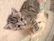 Курильский бобтейл, котята