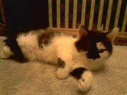 Отдам котенка (кошечку) в хорошие руки.