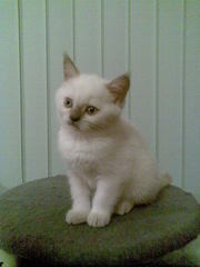 Продам плюшевых шотландцев