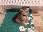 Продаются шотладские котята фолд и страйт