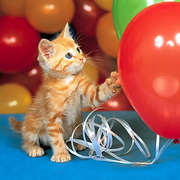 Рыжий котенок (киска Алиска)ищет любящего хозяина.Отдам в хорошие руки