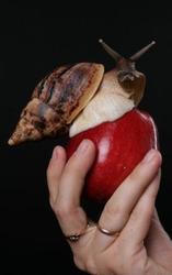 Улитки Гигантские - Улитка Ахатина