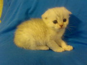  Элитные котята