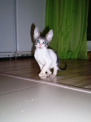 Продам котенка породы корниш-рекс недорого!