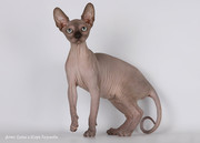 питомник каанадских сфинксов Pharaon Cats