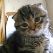 Продам шотландского вислоухого котенка