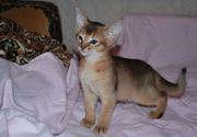 Абиссинские котята