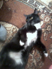 !!!ЗАМЕЧАТЕЛЬНЫЙ, КУЛЬТУРНЫЙ КОТИК!!!