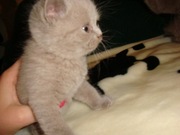 Продаю британских,  короткошерстных котят