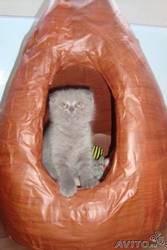 ВИСЛОУХИЙ КОТЁНОК,  город КИРОВ.