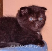 Продается  британский котик  всего за 5000 р!