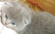 Продам вислоухого котенка (скотиш фолд)