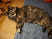 СРОЧНО!!!отдам кошку в хорошие руки!