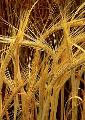 Ячмень фуражный     