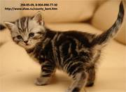 Очаровательные бриташки редких окрасов 