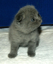 Продаются Шотландские вислоухие и короткошерстные котята