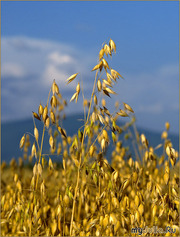 Овес фуражный        