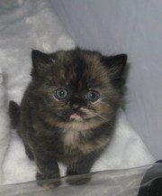 Шотландская очаровашка