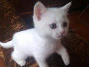 Британский плюшевый котёнок 1, 5 месяца