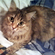 Добрая кошка в хорошие руки