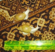 Продажа сухопутных улиток Ахатин, тараканов