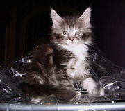 Мейн-Кунята - Большая Рысь.