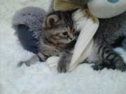 Продаю шотландскую страйт