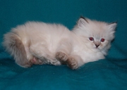 Невские маскарадные и сибирские котята из питомника Vanilla Sky