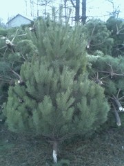 Новогодние елки с доставкой, и без, опт и розница