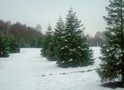 Елки .сосны,  ели на новый год 