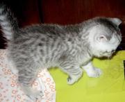 рекламные ВИСКАС котята брид-класса под племенное разведение