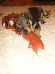 Щенок Той терьер