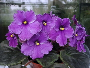 сортовые фиалки излишки коллекции