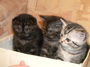 Продаю котят, шотландских вислоухих