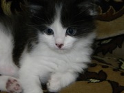 Отдам даром котёночка