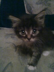 Подарю котят от кошки-крысоловки