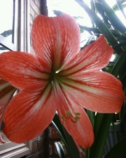 Продам комнатные растения