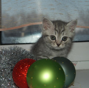 Эксклюзивные плюшевые британцы