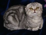 Мраморные шотландские котята от титулованных родителей