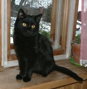 Симпатичный черный котенок