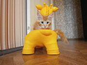 Срочно продам кошечку Мейн-кун 3 месяца