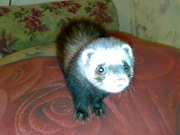 Самка хорька ищет самца