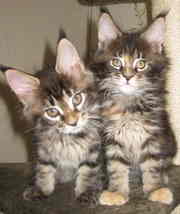 Продаются эффектные  котята мейн-кун с родословной от титулованных род