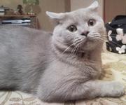 У кота женилка выросла