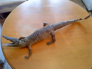 Продам чучело рептилий