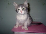 отдам кошечку в добрые ручки)