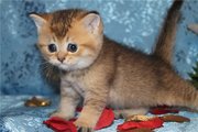 шотландские котята золотые тикированные