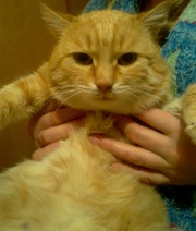 Отдам в добрые руки красивого большого рыжего кота