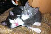 Отдам милых котят
