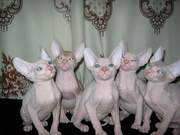 Котята донского сфинкса